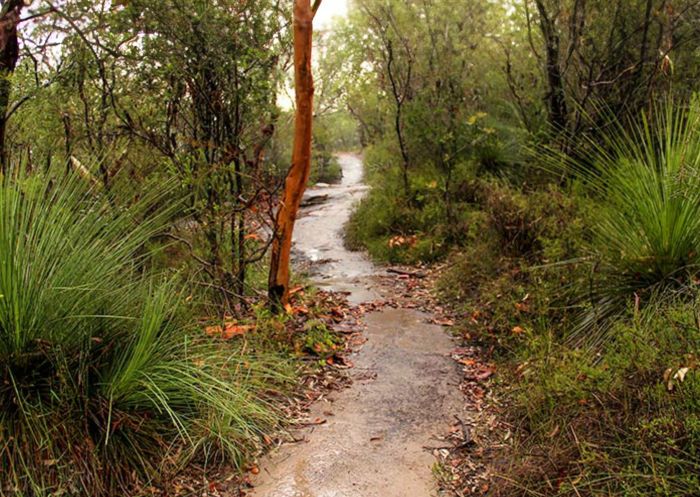 Great North Walk, Brisbane Water National Park - Credit: Department of Planning & Environment