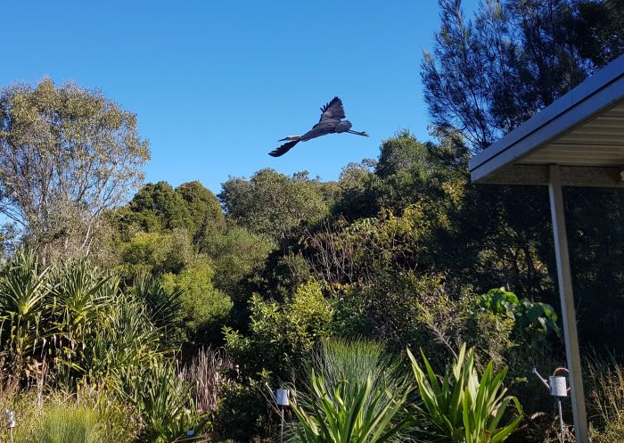  White-Necked Heron over the Useful PLants Garden at Lismore Rainforest Botanic Gardens, Lismore
