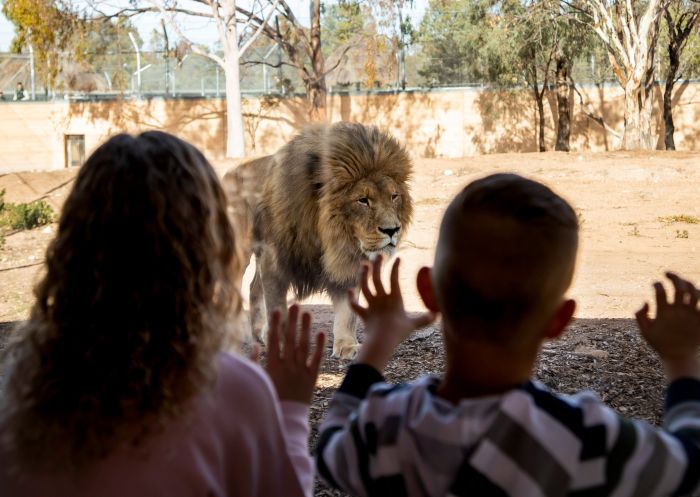 Lion Pride Lands at Taronga Western Plains Zoo, Dubbo