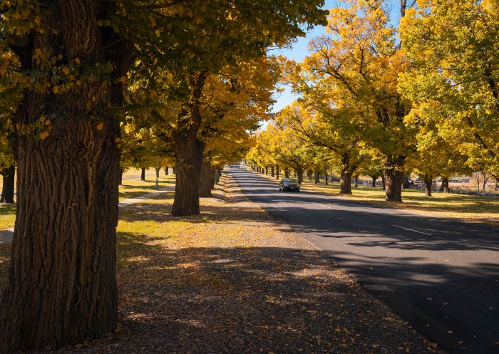 Autumn trees lining a road, Armidale 