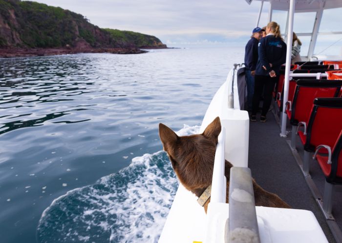 Dog looking out to sea with Sapphire Coastal Adventures, Merimbula