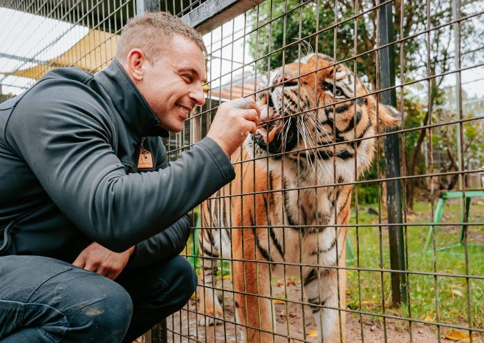 Man hand feeding a tiger at Mogo Wildlife Park, Mogo