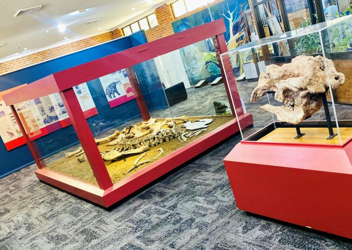 Fossil bones on display at Australian Museum Diprotodon Exhibition, Coonabarabran