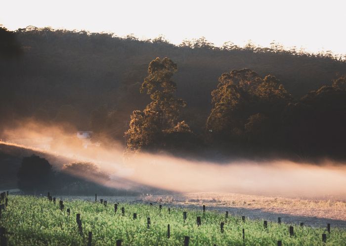 Morning mist passing over the vines at Bago Maze and Winery, Wauchope