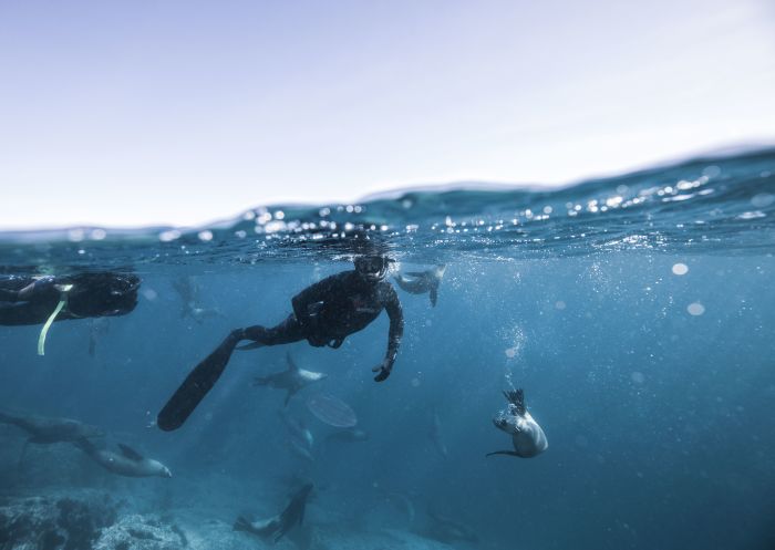 Two men underwater snorkelling with seals at Montague Island near Narooma