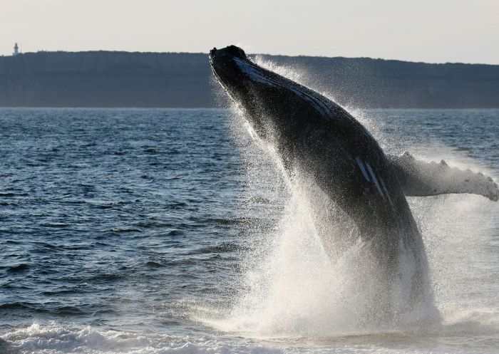 Whale watching with Jervis Bay Wild - Credit: Bert Payne