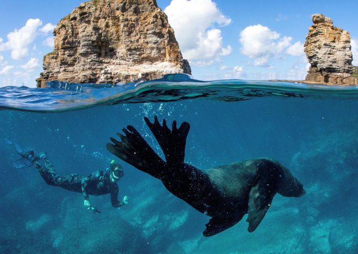 Tauchen in der Jervis Bay, Jervis Bay – Foto: Jordan Robins