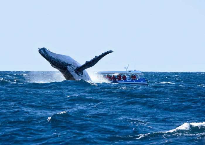 Out of the Blue Adventures, Ballina