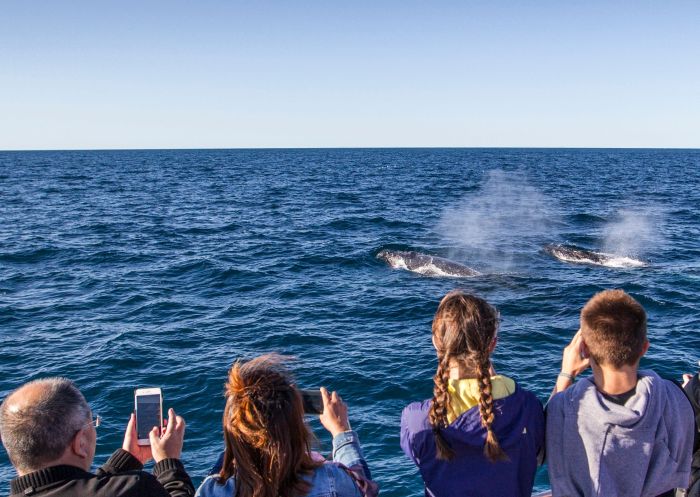 Family enjoying a day of whale watching off-shore, Sydney