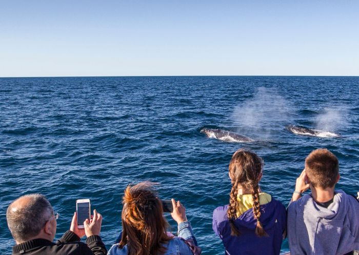 Family enjoying a day of whale watching off-shore, Sydney