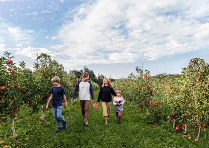 一家人享受一天的苹果采摘，希尔兹果园，比尔平