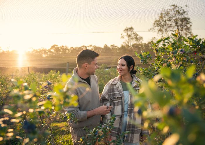 A couple enjoys fruit picking, The Giving Farm, Central Coast