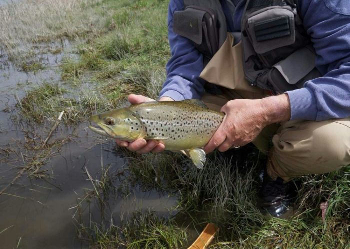渔夫近距离手持鱼，Snowy Monaro Fly 钓鱼，金达拜恩（Jindabyne）- 图片来源：Snowy Monaro Fly 钓鱼