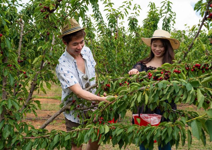 Couple cherry picking, Ballinaclash Food and Wine, Young