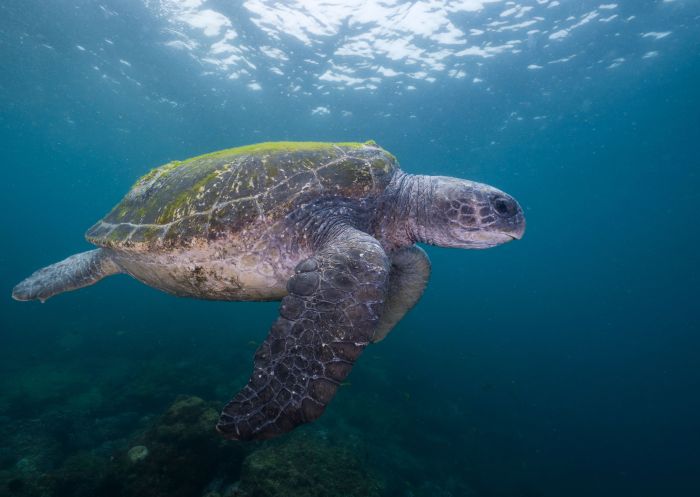 A local sea turtle swimming in, Cook Island, Fingal Head