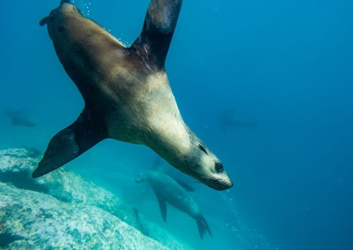 Seal underwater, Underwater Safaris, Narooma
