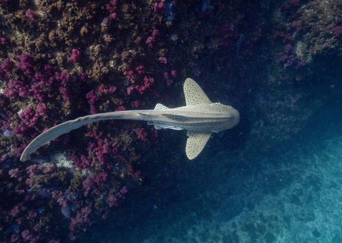  Wild Byron Sea Safaris, Julian Rocks, Byron Bay