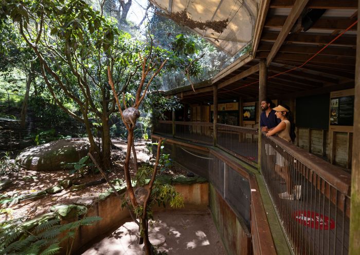 Ein Paar beobachtet einen Koala im Blackbutt Schutzgebiet in Newcastle.