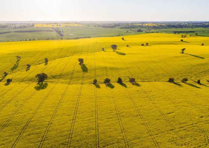 Aerial view, Canola field, Young - Credit: Hilltop Council