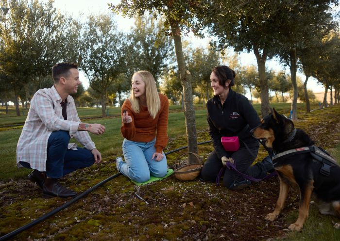 Roterde-Trüffel, Oberon