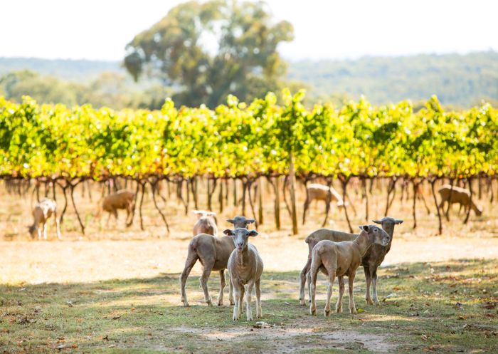Topper's Mountain Wines, Tingha