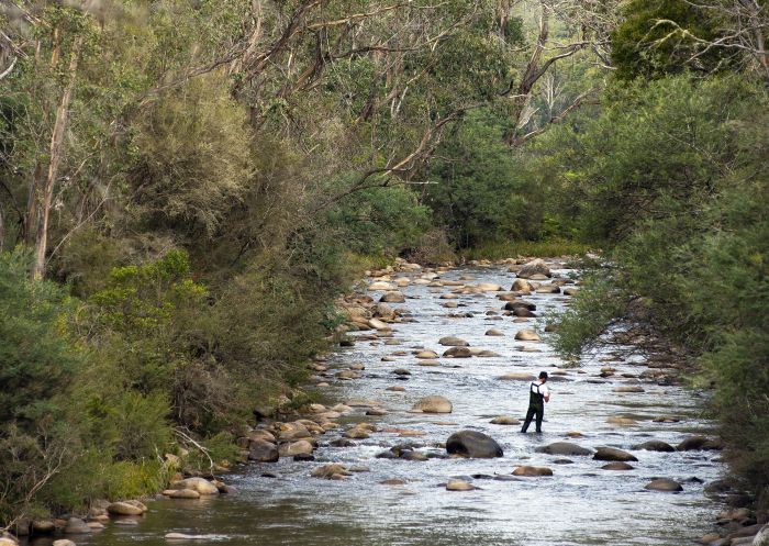 Man enjoying a day of fly fishing,Swampy Plains River, Kosciuszko National Park