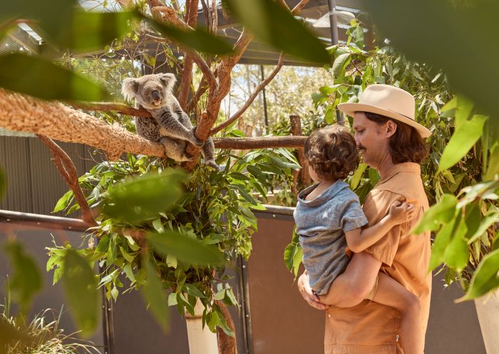 Family enjoying a koala encounter, Taronga Zoo, Mosman