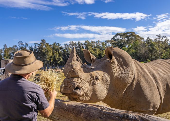 Rhinoceros, Mogo Wildlife Park, Mogo