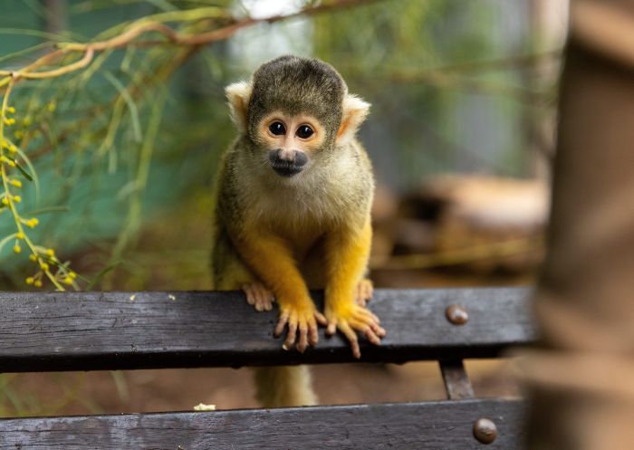  Monkey, Hunter Valley Wildlife Park, Nulkaba