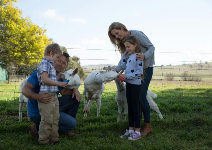 Feeding goats, Sunhill Diary Goats, Salisbury Plains - Credit: Sunhill Diary Goats