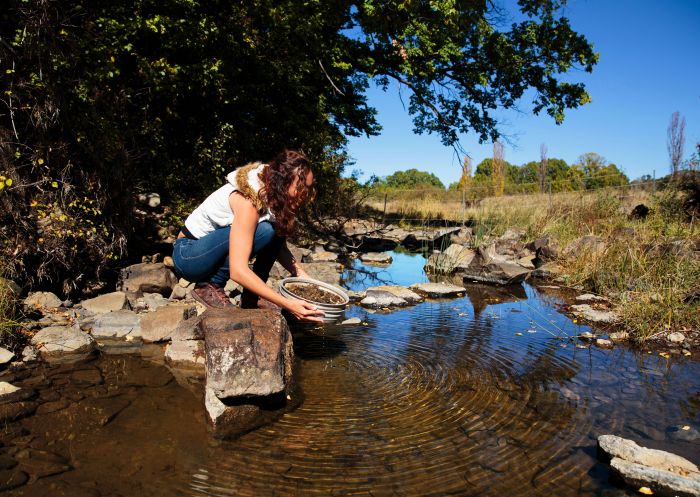 Woman fossicks for gemstones, Reddestone Creek, Glen Innes