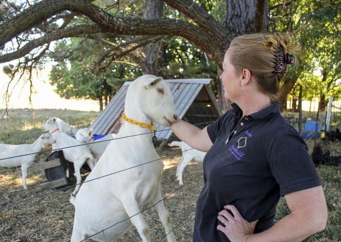 コリン・アネットとヤギ、サンヒル・デイリー・ゴーツ（ウララ）
