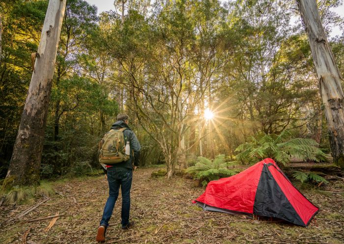 Man Camping, Thungutti campground, New England National Park - Credit: John Spencer | DCCEEW