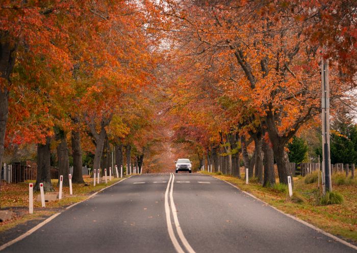 Scenic drive with orange autumn leaves, Tenterfield