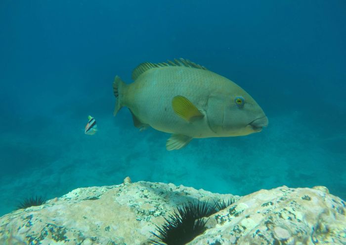 Female Blue Groper, Australia's Coastal Wilderness Adventures, Vincentia  - Credit: Scott Proctor