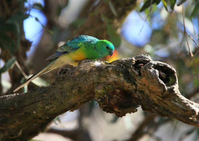 Birdwatching, New England National Park - Credit: Armidale Regional Council