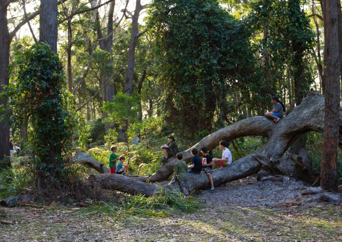 Kids playing on tree, Booderee National Park: Bristol Point Camping Area, Jervis Bay - Credit: Jon Harris | Parks Australia