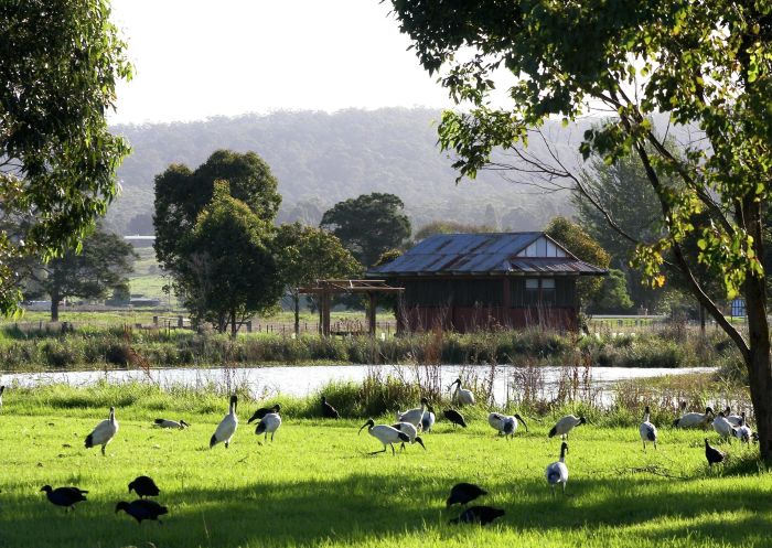 Fields, Panboola Wetlands, Pambula - Credit: Sarah Chenhall