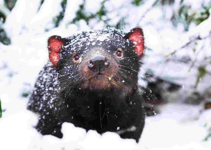 Tassie Devil in the snow in Winter, Aussie Ark, Devils in the Wild Tour, Tomalla - Credit: Aussie Ark