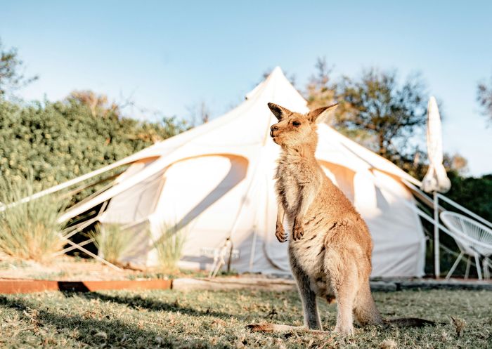 Kangaroo in front of tent, The Cove Jervis Bay, Jervis Bay - Credit: Salty Venventure