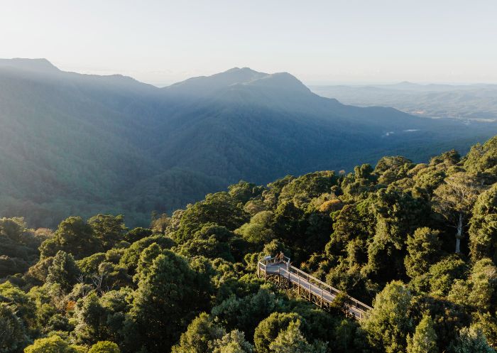 Dorrigo Skywalk, Dorrigo National Park