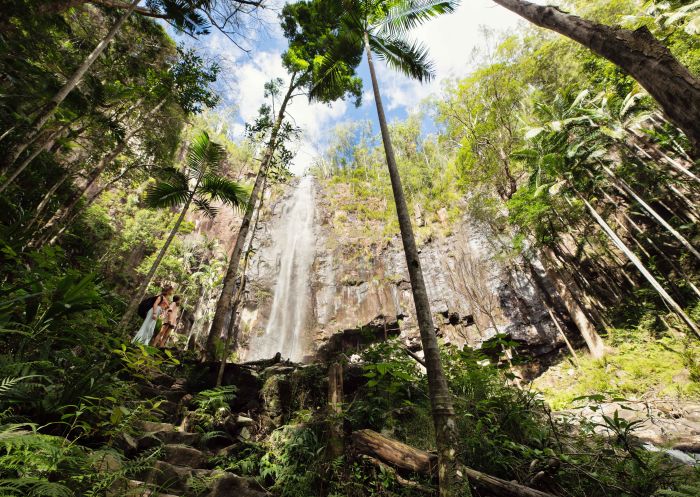 Canopy of trees in forest, Protesters Falls, Nightcap National Park - Credit: Lismore City Council
