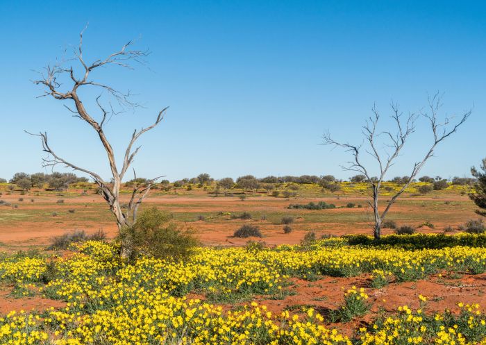 Wildblumen in der Wüstenlandschaft, Sturt-Nationalpark, Tibooburra