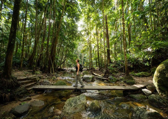 Mann überquert kleine Flussbrücke im Wald, Protestors Falls, Nightcap Nationalpark – Foto: Stadtrat von Lismore