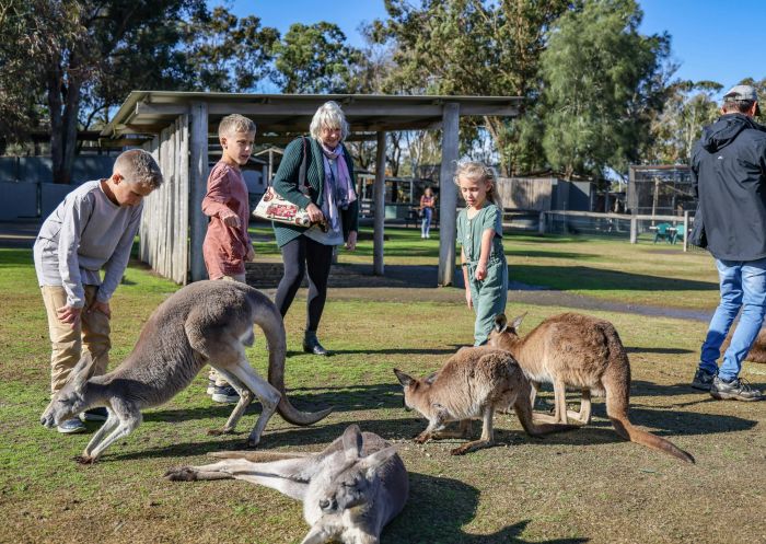 Family with three kids patting four kangaroos, Hunter Valley Wildlife Park, Nulkaba - Credit: Hunter Valley Wildlife Park