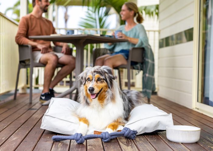 Dog with purple toy, NRMA Jindabyne Holiday Park, Jindabyne - Credit: NRMA Jindabyne Holiday Park