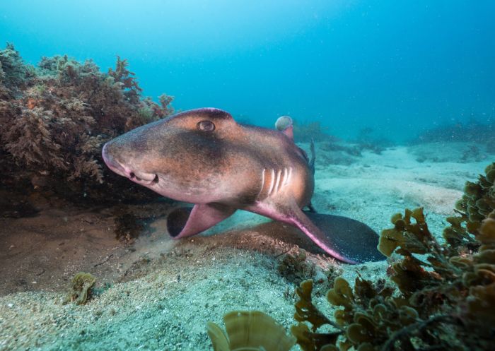 A crested horn shark, Cabbage Tree Bay Aquatic Reserve, Manly