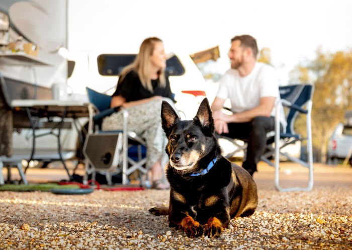 Kelpie, Big4 Opal Holiday Park, Lightning Ridge - Credit: BIG4 Opal Holiday Park