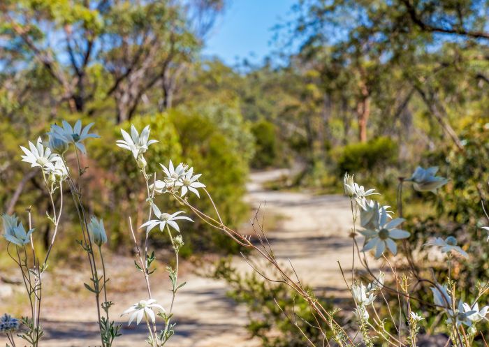 Flannel flowers Actinotus helianthi, Faulconbridge Point trail, Blue Mountains National Park - Credit: Stephen Alton | DCCEEW