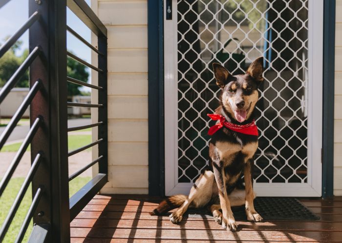 Kelpie on porch, BIG4 Ingenia Holidays Wagga Wagga, Wagga Wagga -  Credit: Ingenia Holiday Parks